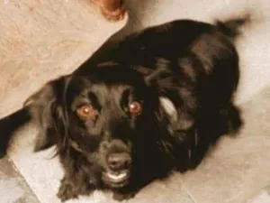 Cachorro raça SRD idade 1 ano nome Lindinha
