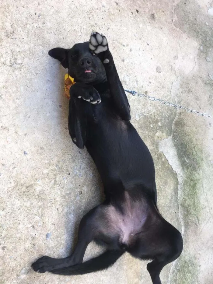 Cachorro raça SRD-ViraLata idade 1 ano nome Pretinha
