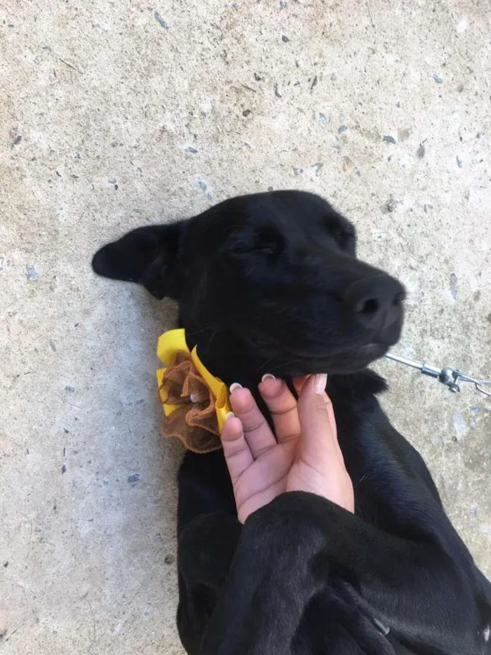 Cachorro raça SRD-ViraLata idade 1 ano nome Pretinha
