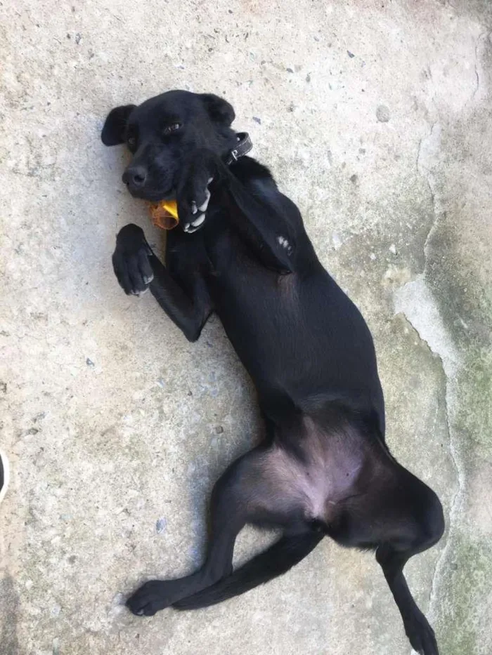 Cachorro raça SRD-ViraLata idade 1 ano nome Pretinha