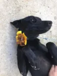 Pretinha