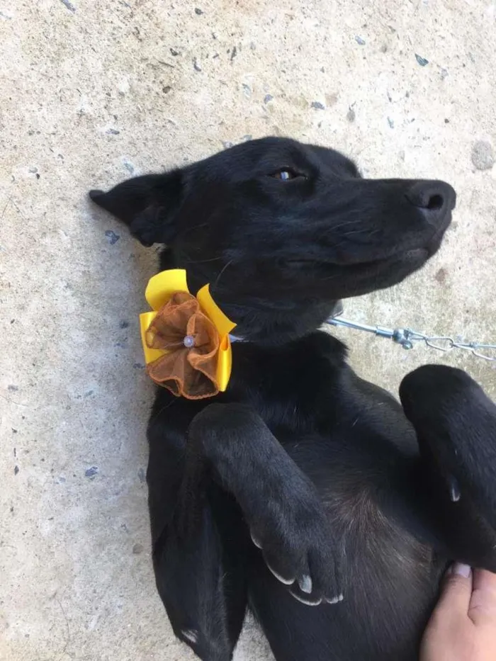 Cachorro raça SRD-ViraLata idade 1 ano nome Pretinha