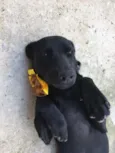 Pretinha