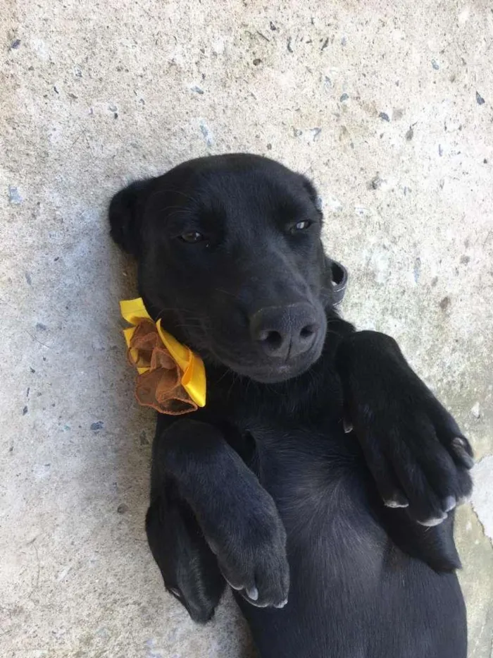 Cachorro raça SRD-ViraLata idade 1 ano nome Pretinha