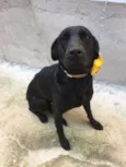 Pretinha