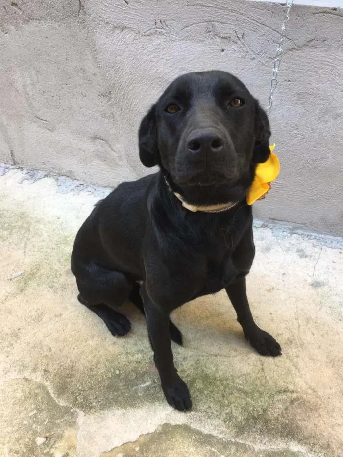 Cachorro raça SRD-ViraLata idade 1 ano nome Pretinha