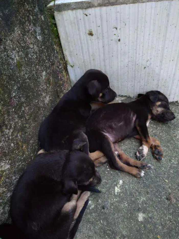 Cachorro ra a SRD idade Abaixo de 2 meses nome 3 marias