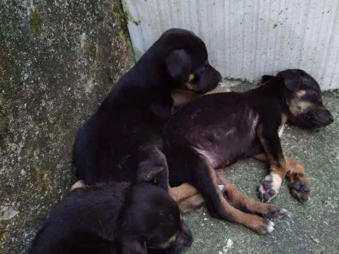 Cachorro ra a SRD idade Abaixo de 2 meses nome 3 marias