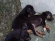 3 marias