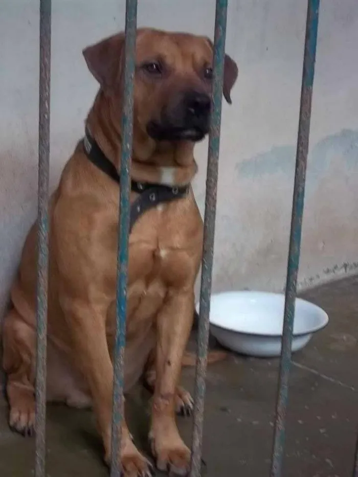 Cachorro ra a SRD idade 6 ou mais anos nome Hulk