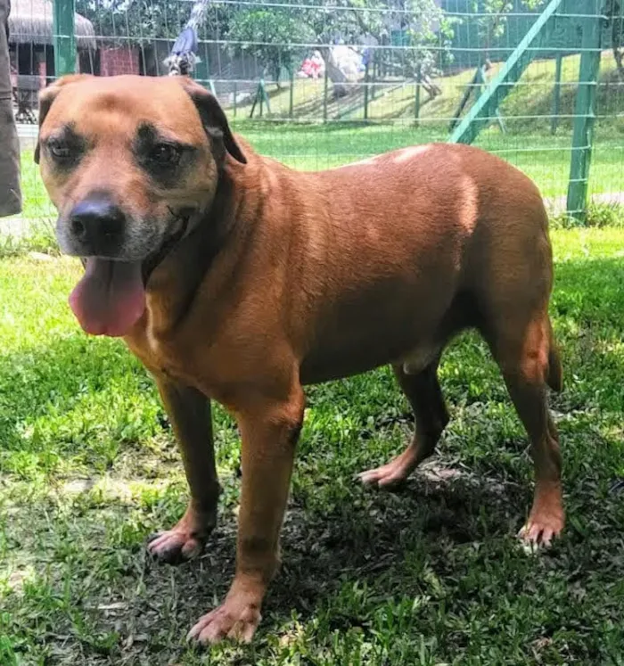Cachorro ra a SRD idade 6 ou mais anos nome Hulk
