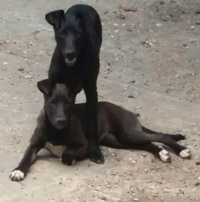 Cachorro ra a RND idade 2 anos nome Lindezas