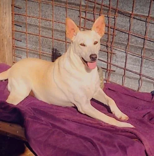 Cachorro ra a SRD-ViraLata idade 2 anos nome Branca