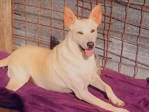 Cachorro ra a SRD-ViraLata idade 2 anos nome Branca