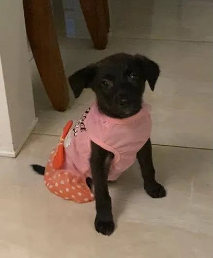 Cachorro ra a SRD idade 2 a 6 meses nome Pepita