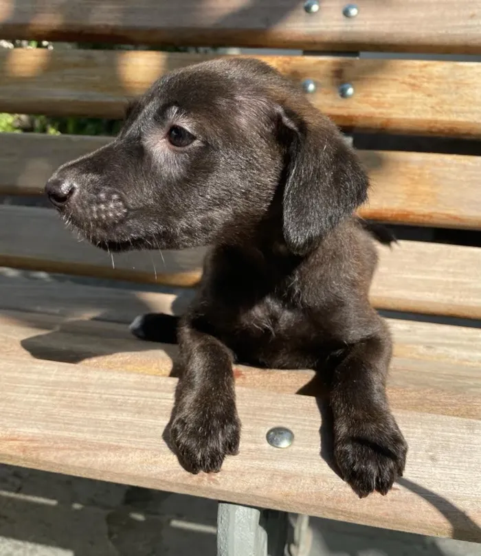 Cachorro ra a SRD idade 2 a 6 meses nome Pepita