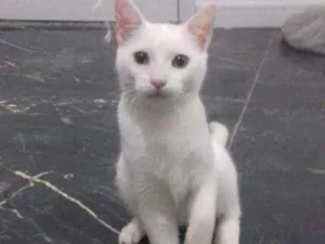 Gato raça SRD idade 2 a 6 meses nome CARLOS