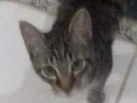 Gato raça SRD idade 2 a 6 meses nome ALFREDO