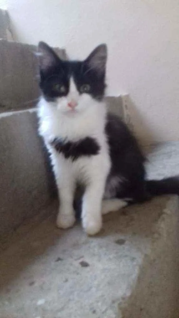 Gato raça SRD idade 2 a 6 meses nome LETÍCIA