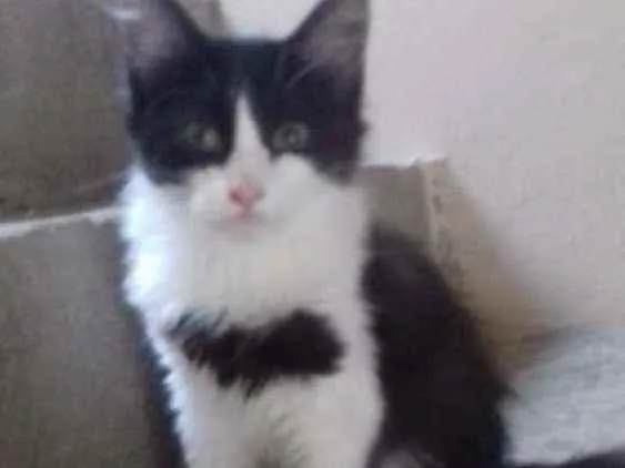 Gato raça SRD idade 2 a 6 meses nome LETÍCIA