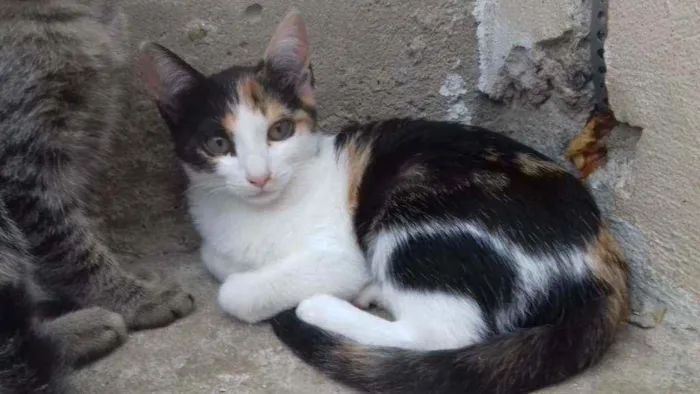 Gato raça SRD idade 2 a 6 meses nome CARMINHA