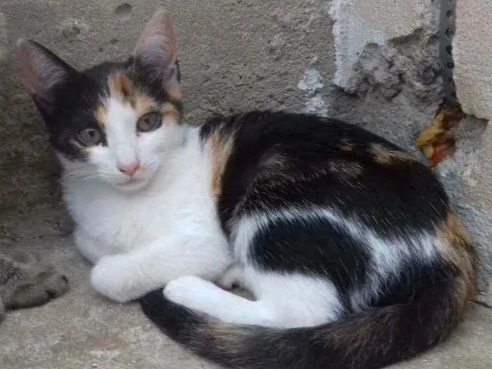 Gato raça SRD idade 2 a 6 meses nome CARMINHA