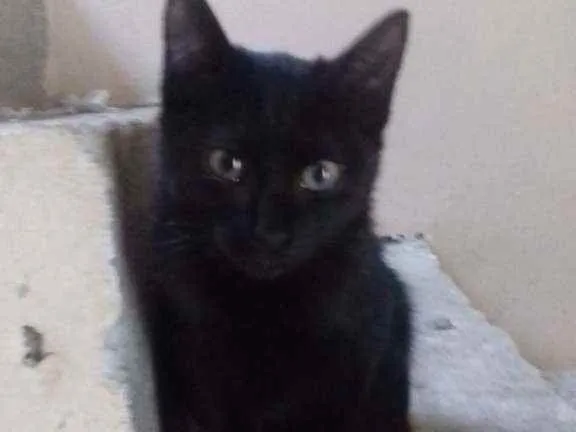 Gato raça SRD idade 2 a 6 meses nome DORINHA