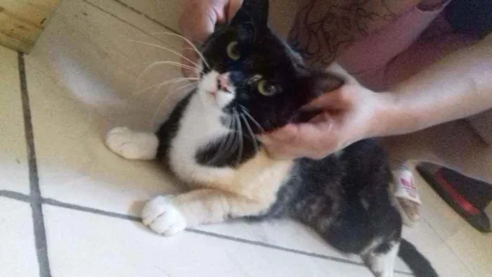 Gato raça SRD idade 2 anos nome ISIS