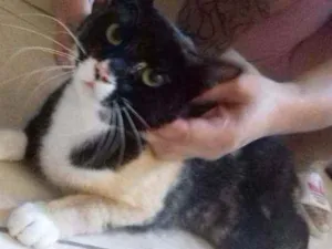 Gato raça SRD idade 2 anos nome ISIS
