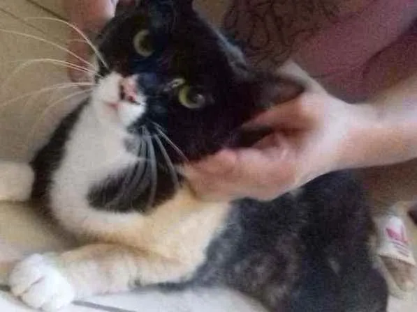 Gato raça SRD idade 2 anos nome ISIS