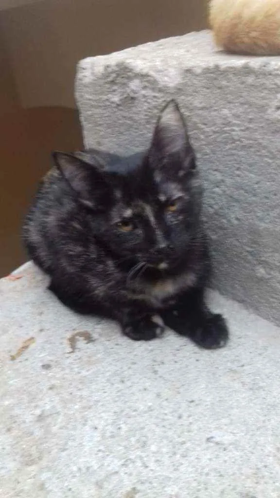 Gato raça SRD idade 2 a 6 meses nome DOLORES