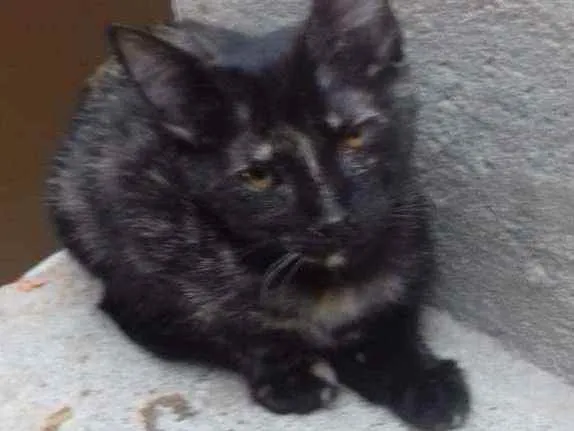 Gato raça SRD idade 2 a 6 meses nome DOLORES