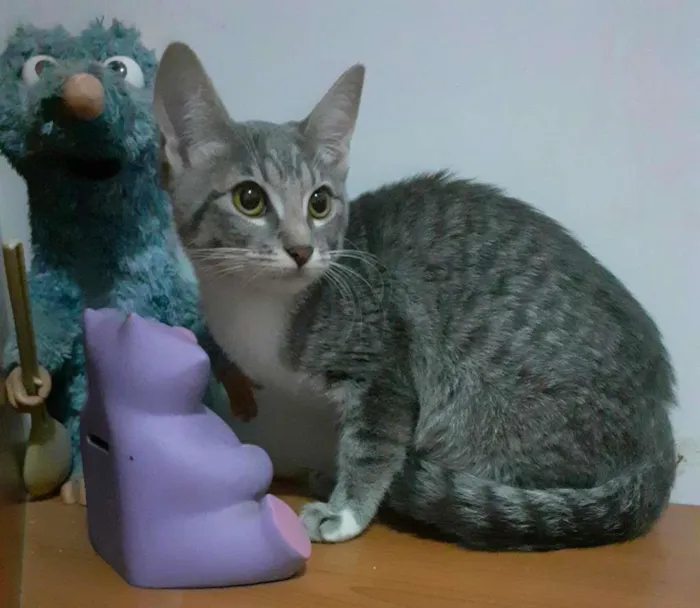 Gato ra a srd idade 2 a 6 meses nome Trinity