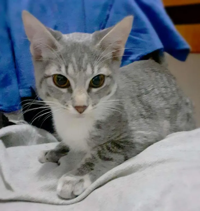 Gato ra a srd idade 2 a 6 meses nome Trinity