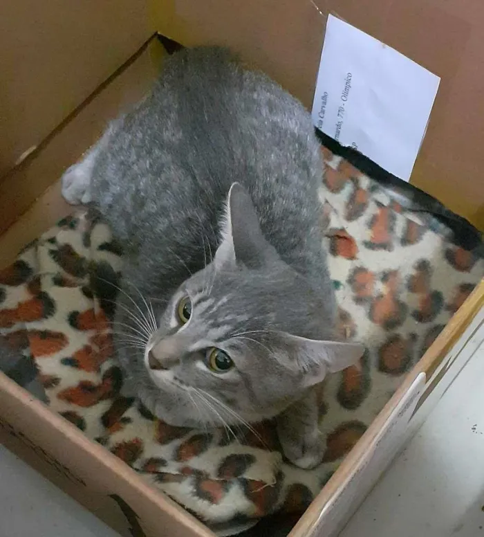 Gato ra a srd idade 2 a 6 meses nome Trinity