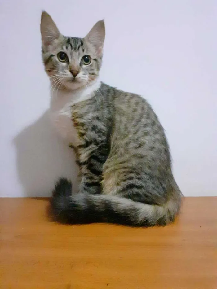 Gato ra a srd idade 2 a 6 meses nome Felicity