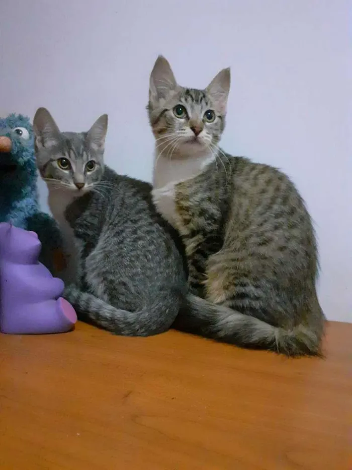 Gato ra a srd idade 2 a 6 meses nome Felicity