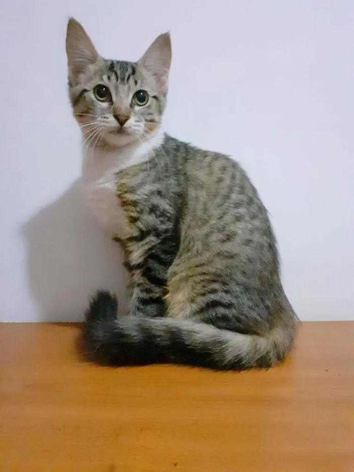Gato ra a srd idade 2 a 6 meses nome Felicity