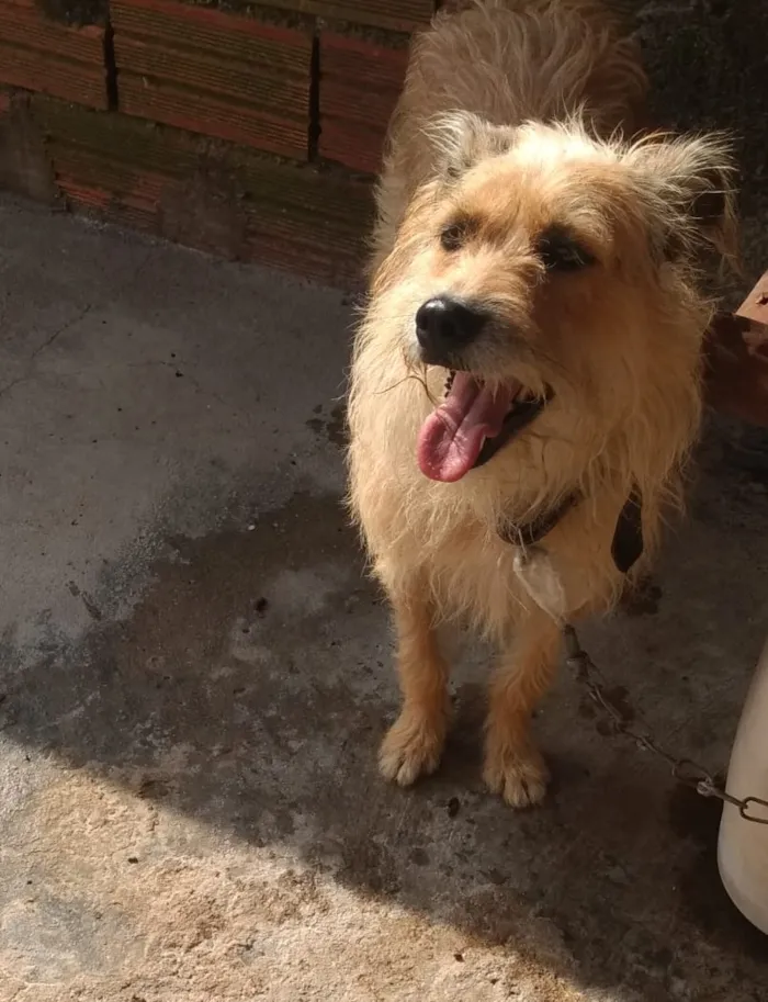 Cachorro ra a Vira lata idade 1 ano nome Pipoca