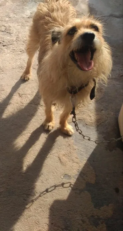 Cachorro ra a Vira lata idade 1 ano nome Pipoca