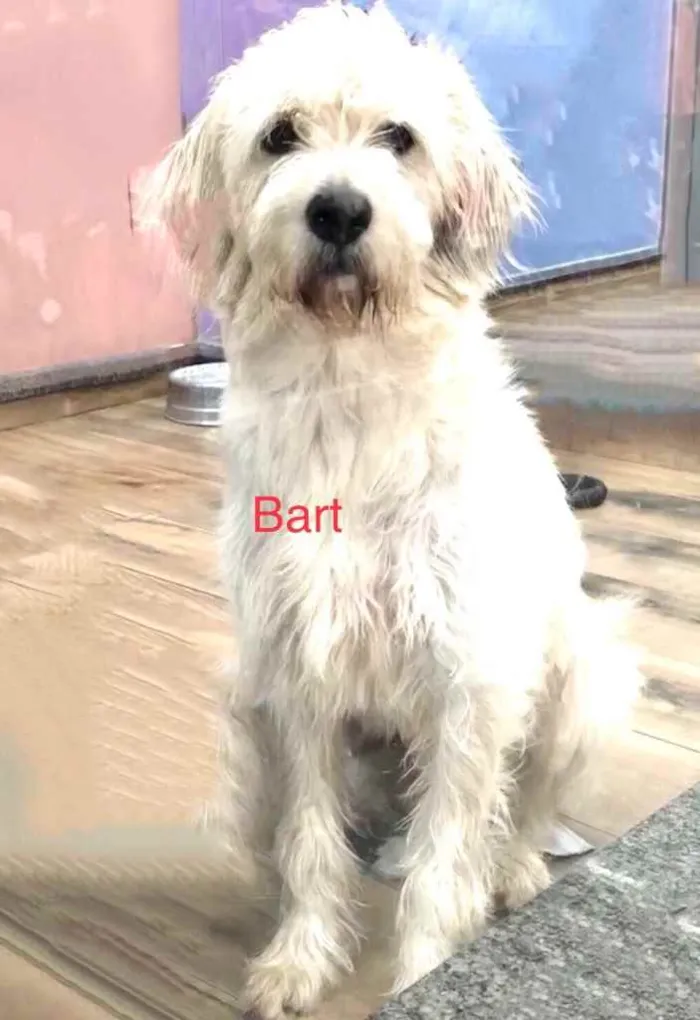 Bart