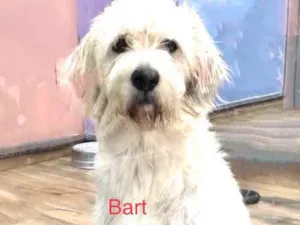 Cachorro raça Srd idade 1 ano nome Bart 