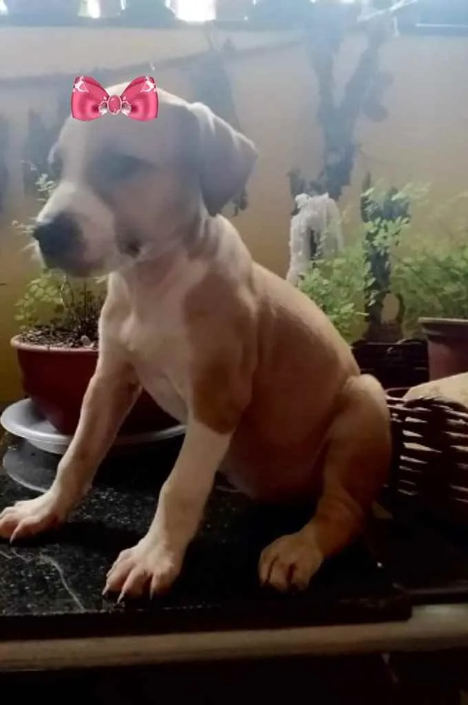 Cachorro ra a Mestiça  idade 2 a 6 meses nome Suzy 