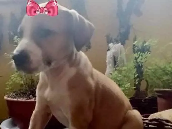 Cachorro ra a Mestiça  idade 2 a 6 meses nome Suzy 