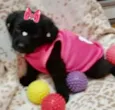 Cacau 