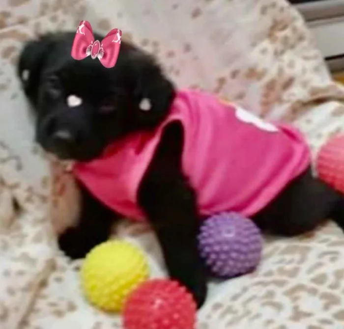 Cachorro ra a Mestiça  idade 2 a 6 meses nome Cacau 