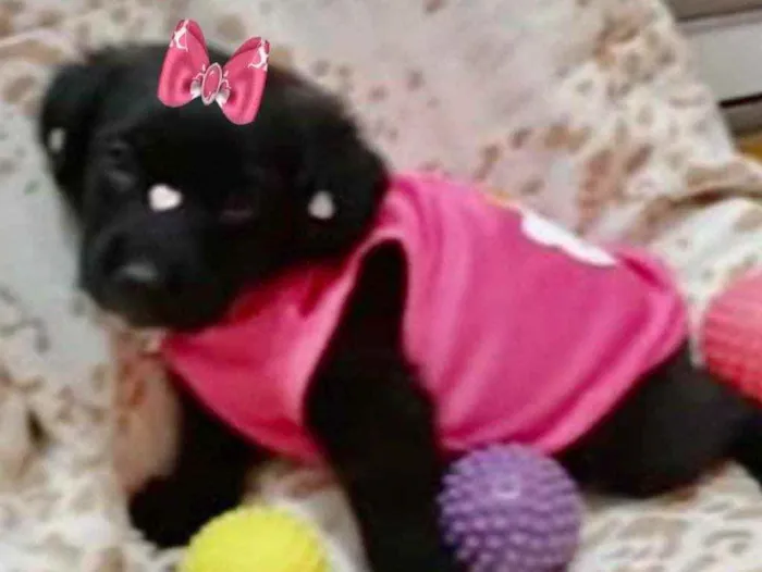 Cachorro ra a Mestiça  idade 2 a 6 meses nome Cacau 