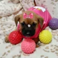 Malu 