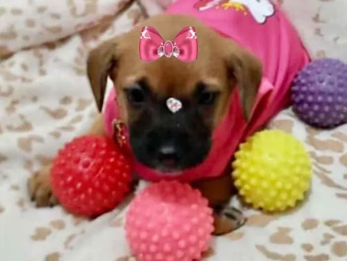 Cachorro ra a Mestiça  idade 2 a 6 meses nome Malu 