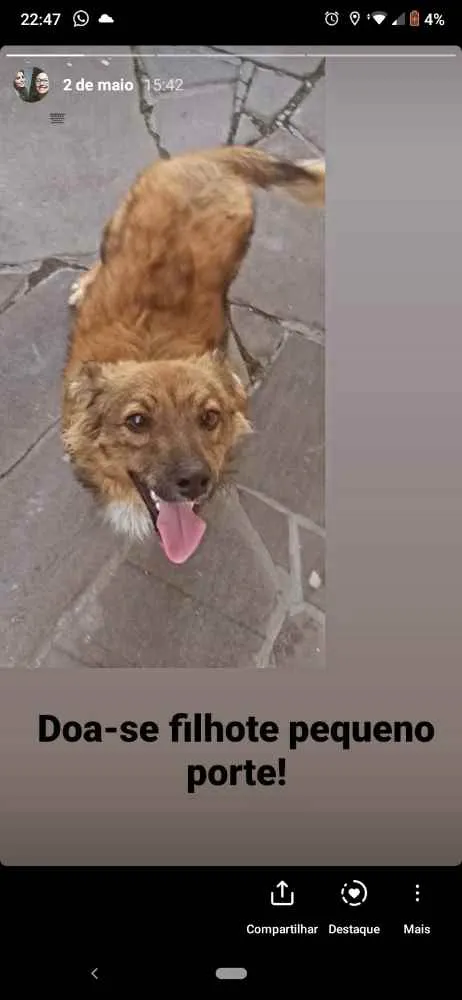 Cachorro ra a Vira lata idade 1 ano nome Kike